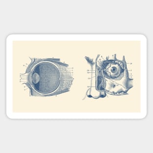 Human Eye Anatomy Magnet